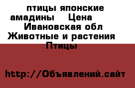 птицы японские амадины. › Цена ­ 600 - Ивановская обл. Животные и растения » Птицы   